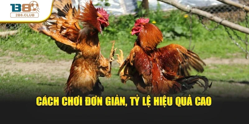 Đá Gà Cựa Dao – Trải Nghiệm Tốc Độ Và Kịch Tính Bậc Nhất 4 Cách chơi đơn giản, tỷ lệ hiệu quả cao