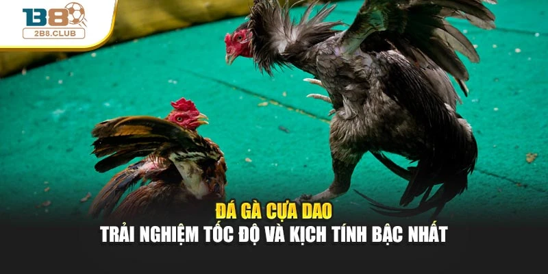 Đá Gà Cựa Dao – Trải Nghiệm Tốc Độ Và Kịch Tính Bậc Nhất 9 Đá Gà Cựa Dao – Trải Nghiệm Tốc Độ Và Kịch Tính Bậc Nhất