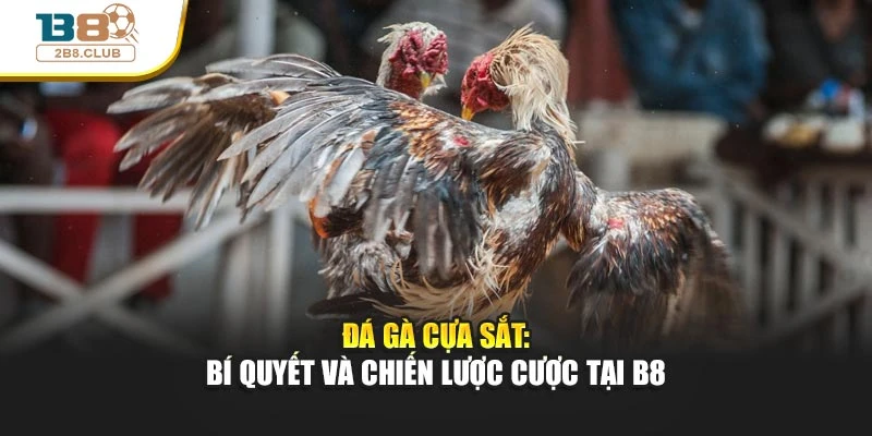 Đá Gà Cựa Sắt: Bí Quyết Và Chiến Lược Cược Tại B8 10 Đá Gà Cựa Sắt: Bí Quyết Và Chiến Lược Cược Tại B8