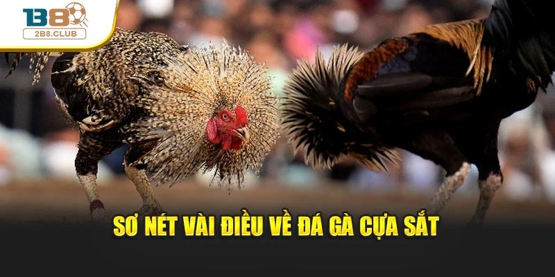 Đá Gà Cựa Sắt: Bí Quyết Và Chiến Lược Cược Tại B8 2 Sơ nét vài điều về đá gà cựa sắt