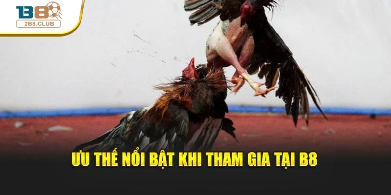 Đá Gà Cựa Dao – Trải Nghiệm Tốc Độ Và Kịch Tính Bậc Nhất 3 Ưu thế nổi bật khi tham gia tại B8