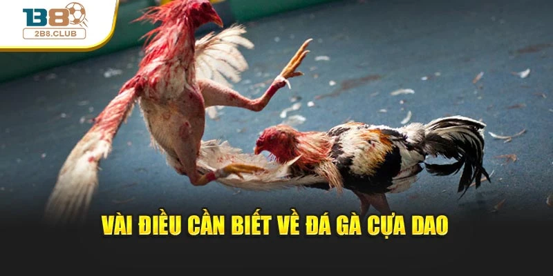 Đá Gà Cựa Dao – Trải Nghiệm Tốc Độ Và Kịch Tính Bậc Nhất 2 Vài điều cần biết về đá gà cựa dao